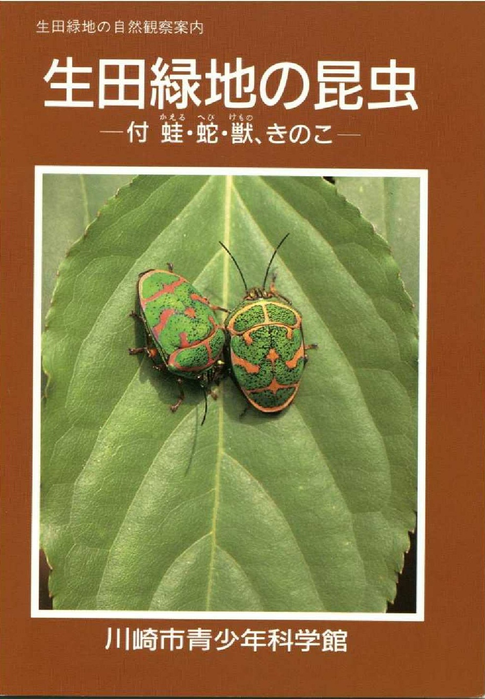 生田緑地の昆虫表紙