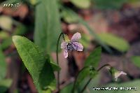 4月の植物5