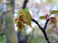 4月の植物10