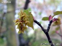 4月の植物10