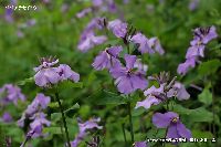 4月の植物12