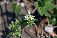 4月の植物16