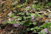 4月の植物17