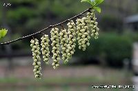 4月の植物21