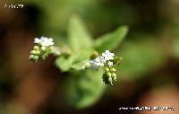 4月の植物22