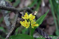 4月の植物24