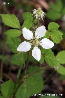 4月の植物26