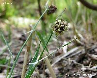 4月の植物42