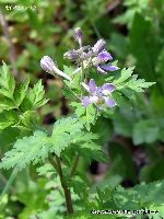 4月の植物44