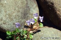 4月の植物46