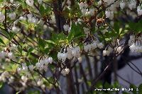 4月の植物50