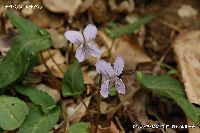 4月の植物51