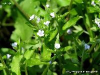 4月の植物59