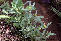 4月の植物61