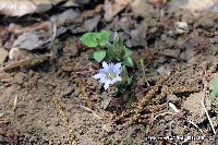 4月の植物67