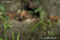 4月の植物72