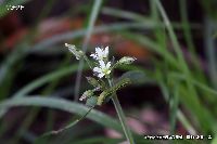 4月の植物76