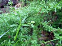 4月の植物80