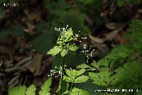 4月の植物83