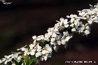 4月の植物89