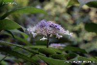 8月の植物14