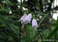 8月の植物16