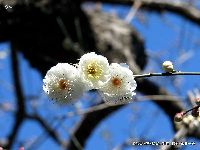 2月の植物1