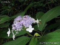 7月の植物9