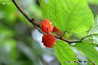 7月の植物13