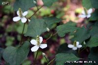 6月の植物17