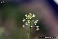 6月の植物18