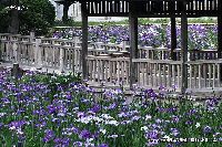 6月の植物23