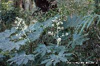 6月の植物30