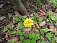 3月の植物10