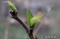 3月の植物13