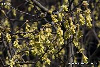 3月の植物15