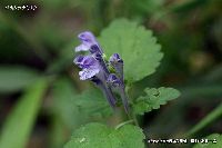 5月の植物12