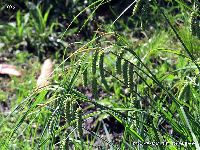 5月の植物25