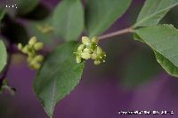 5月の植物29