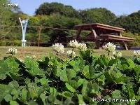 5月の植物32