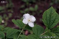 5月の植物33