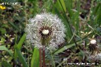 5月の植物35