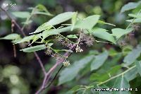 5月の植物49