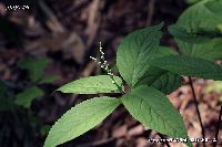 5月の植物50