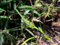 5月の植物57