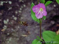 5月の植物60