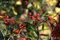 11月の植物1