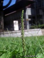 11月の植物4