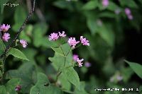 10月の植物6