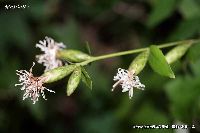 10月の植物7